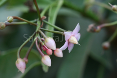 Ardisia solanacea